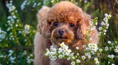 Ce fel de câine pentru a alege semnul zodiacului: rase adecvate